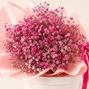 Pink Gypsophile