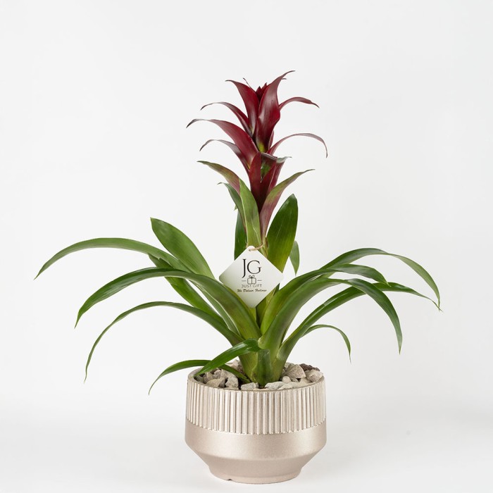 Red Guzmania 