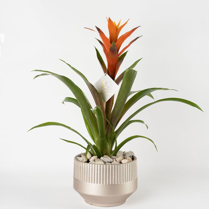 Orange Guzmania 