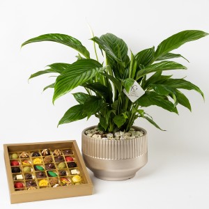 بكج نباتات السعادة