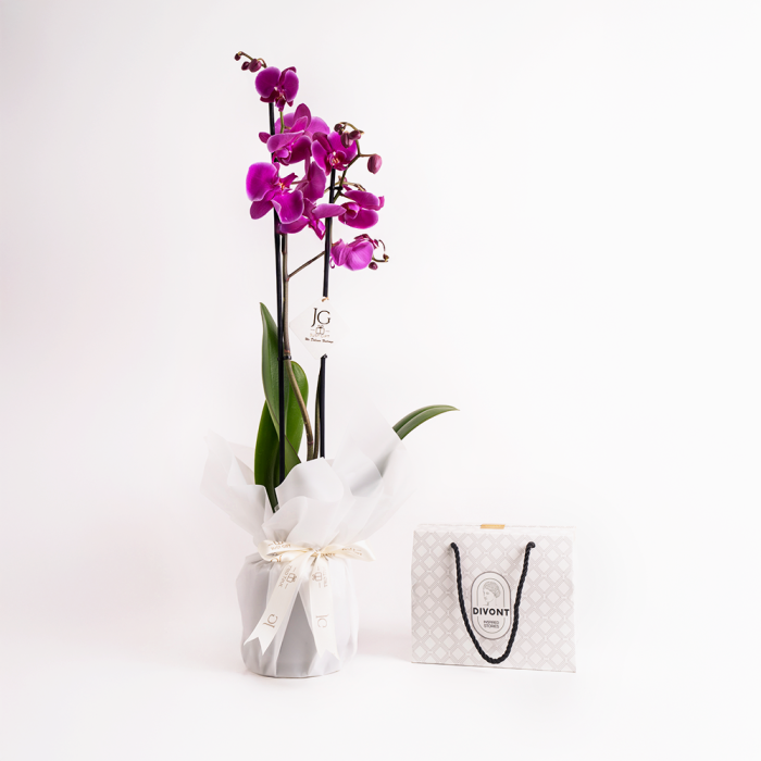 Orchid Magic Package 