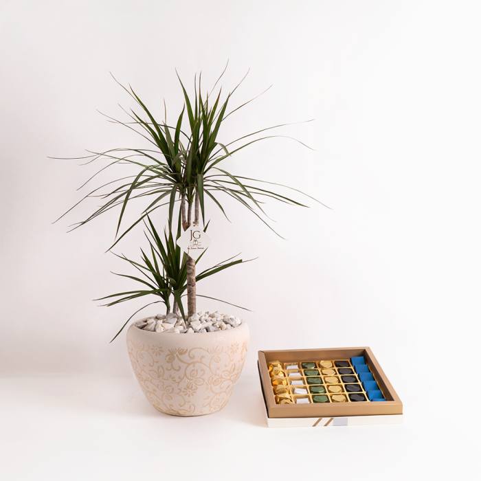 Dracaena Package