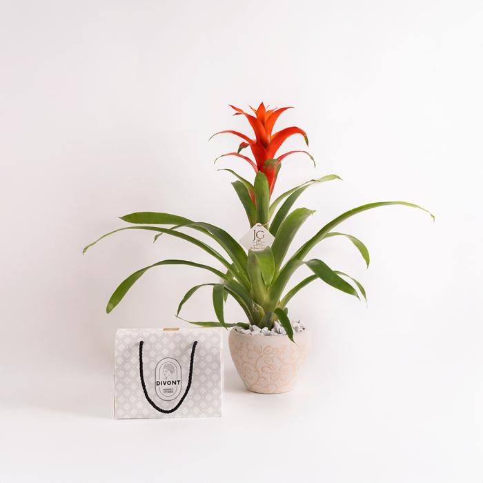 Guzmania Package