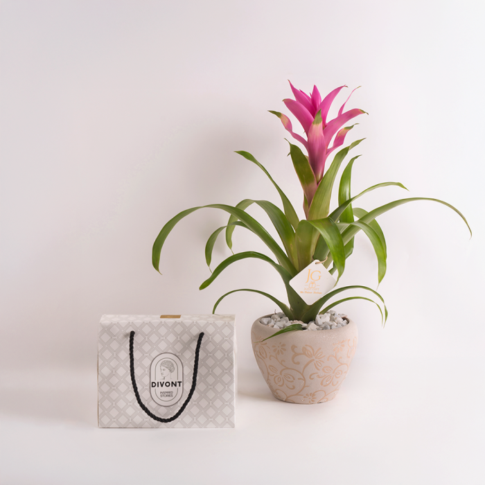 pink Guzmania Package