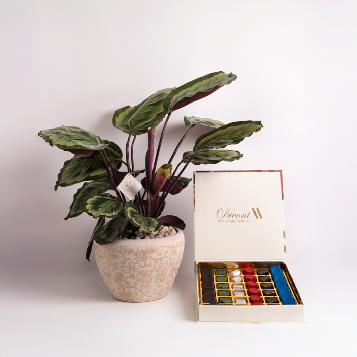 Calathea And Chocolate Package 
