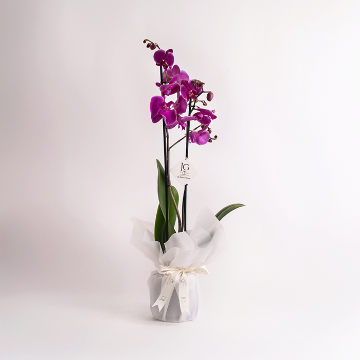 Pink Orchid