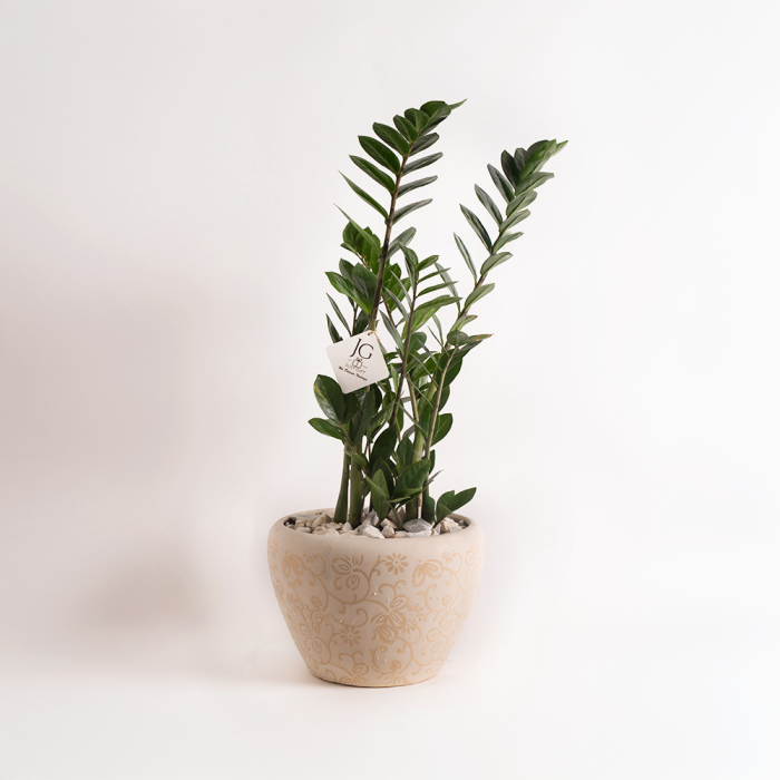 Zamia Plant