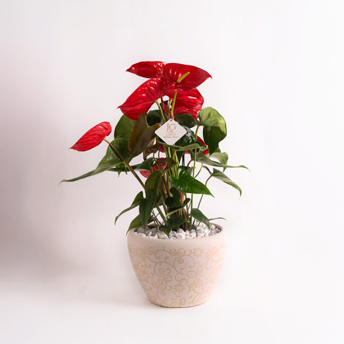 Big Anthurium Plant