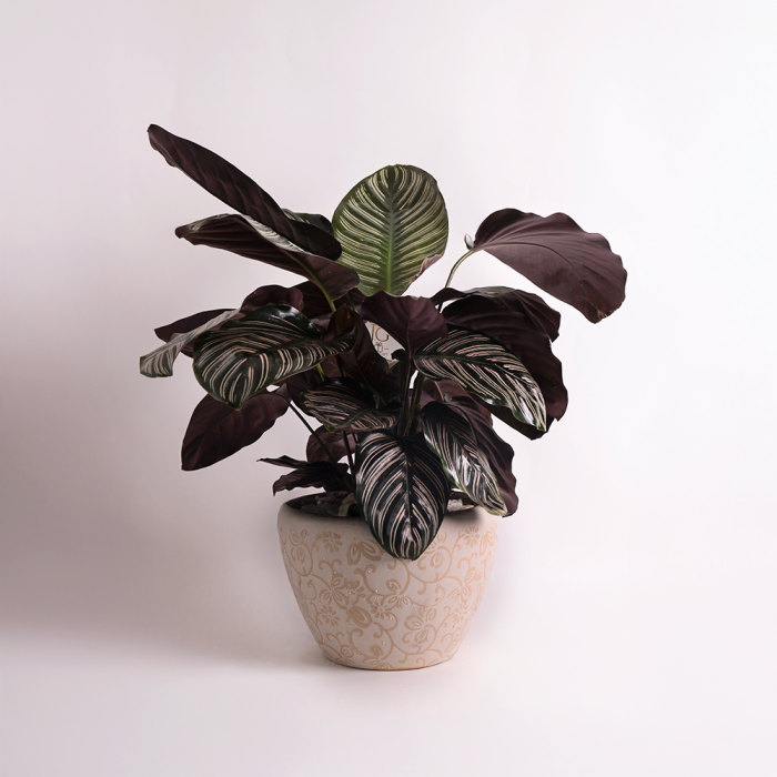 Calathea Plant
