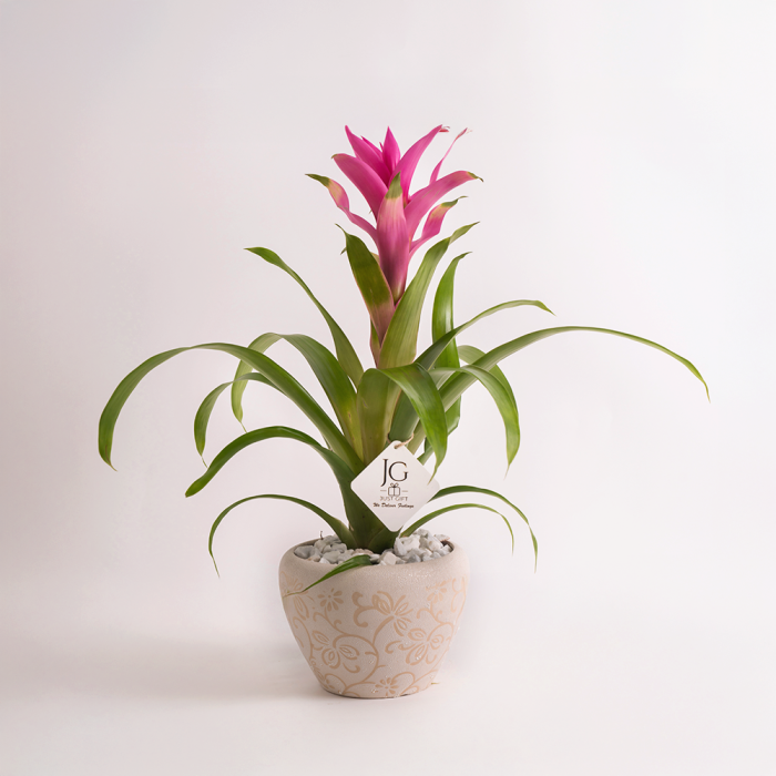 Pink Guzmania 