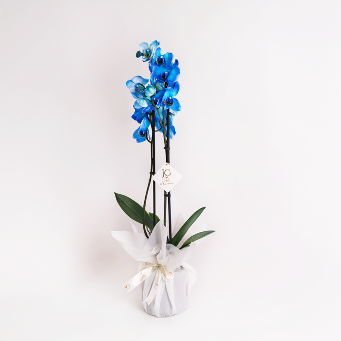 Blue Orchid