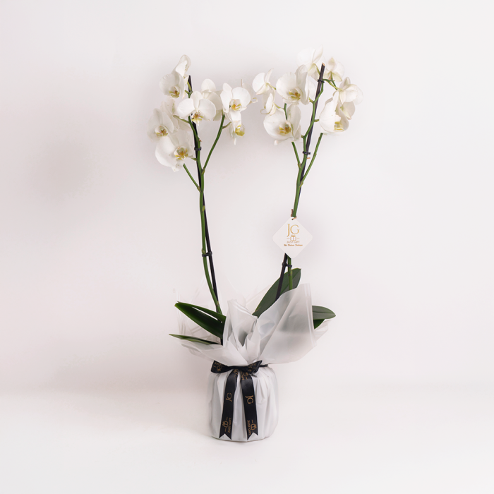 White Orchid