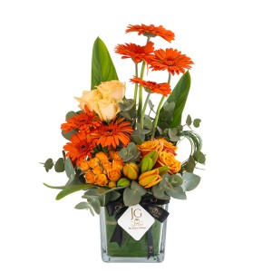 Amora Package 