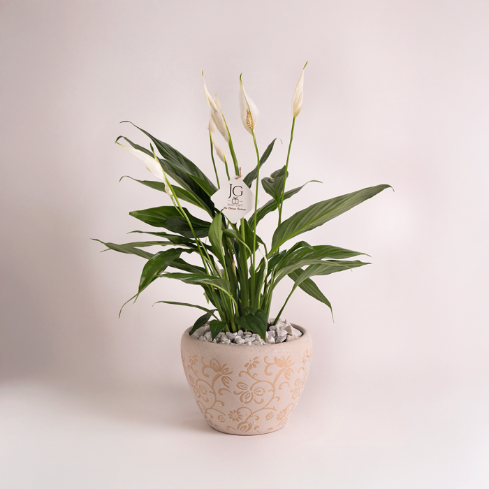 Big Sptathiphyllum plant