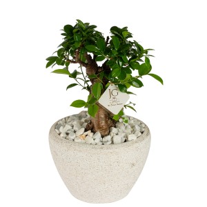 Bonsai Plant
