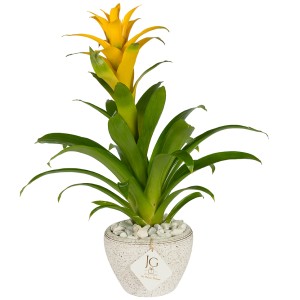Yellow Guzmania 