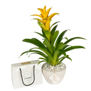 Yellow Guzmania Package