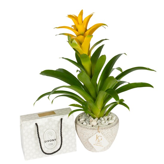 Yellow Guzmania Package