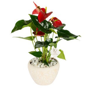 Medium Anthurium Plant 