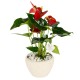 Medium Anthurium Plant 