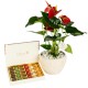 Green Touch Package