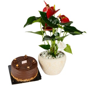 Anthurium Leaves Package 