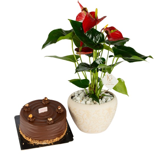 Anthurium Leaves Package 