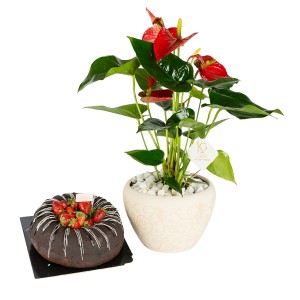 Anthurium Magic Package 