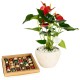 Luxury Leaves Package