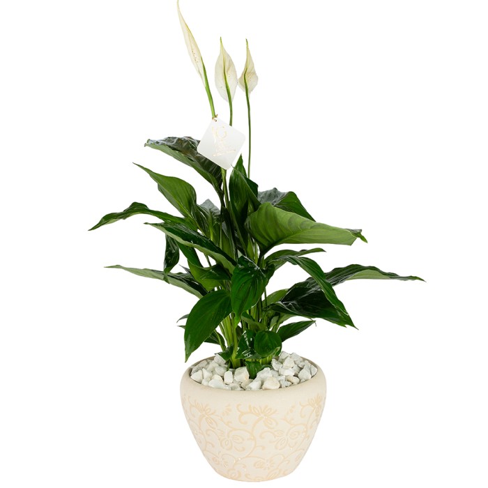 Medium Sptathiphyllum plant