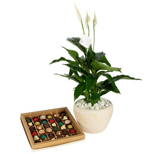 Plants Of Joy Package
