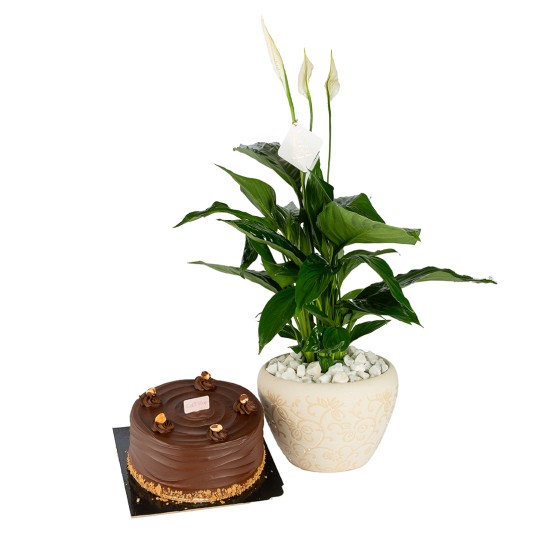 Green Life Package