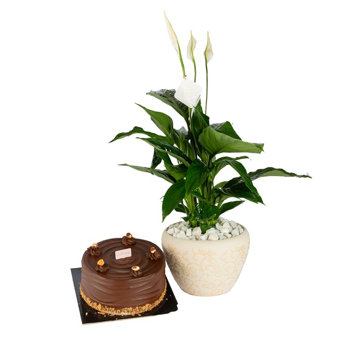 Green Life Package