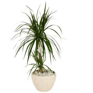 Dracaena Plant
