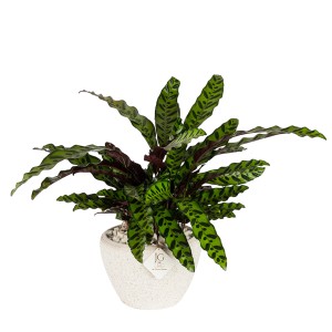 Tropical Calathea Plant