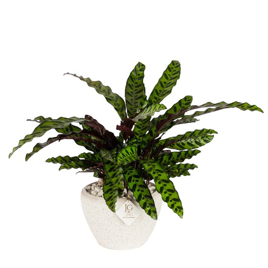 Tropical Calathea Plant