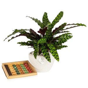 Tropical Calathea Package