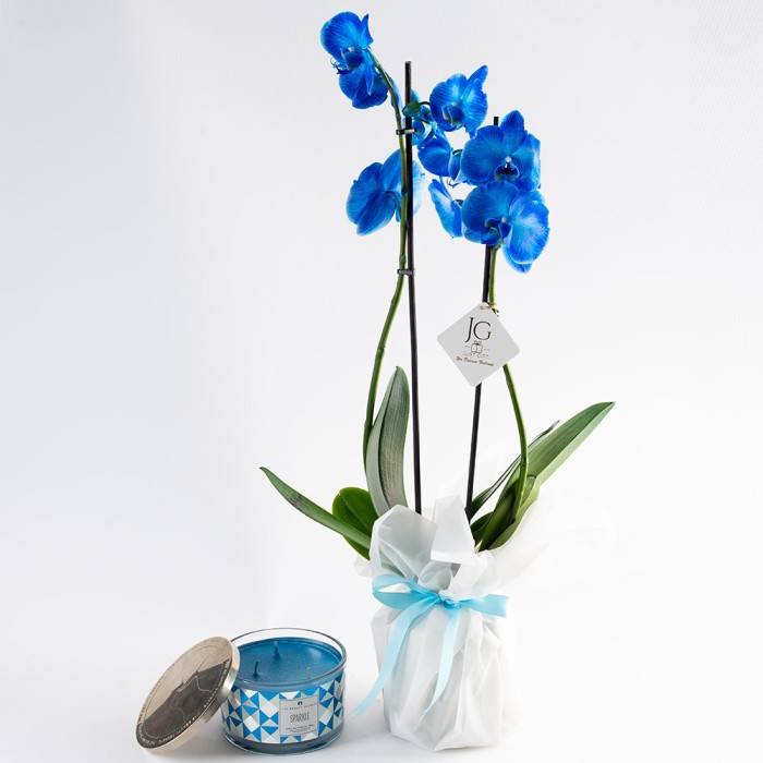 Ocean Orchid Package 