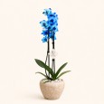 Blue Orchid