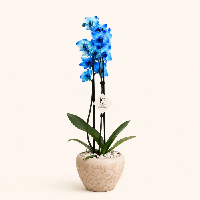 Blue Orchid