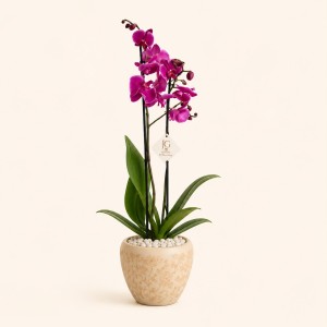 Pink Orchid