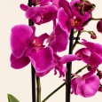 Pink Orchid