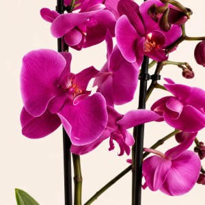 Pink Orchid