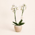 White Orchid