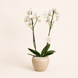 White Orchid
