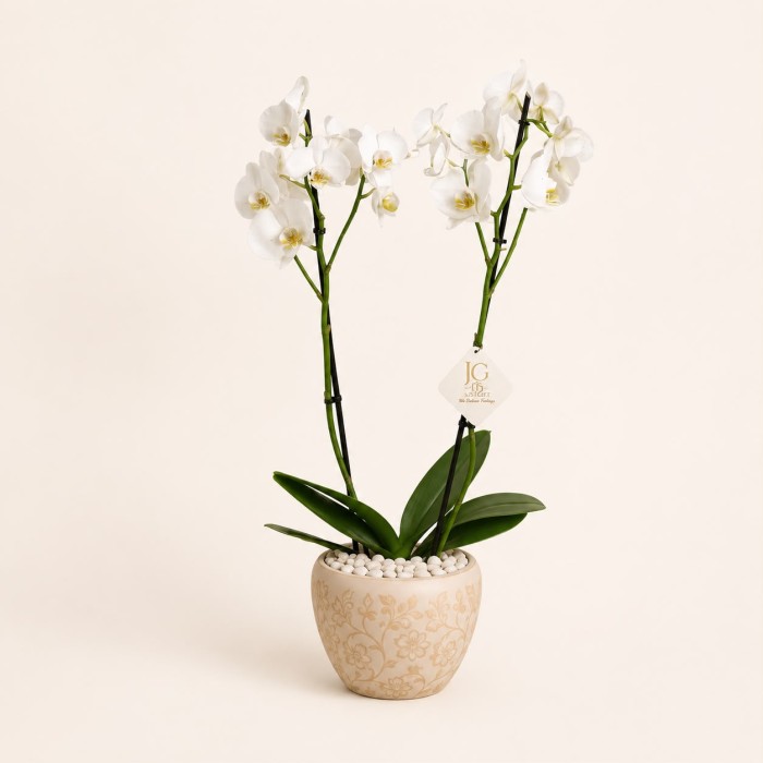 White Orchid