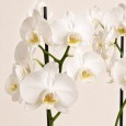 White Orchid