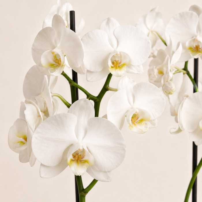 White Orchid