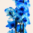 Blue Orchid