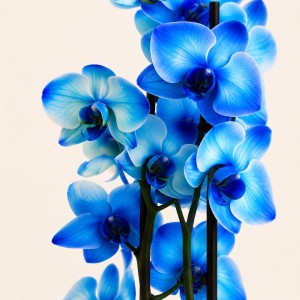 Blue Orchid